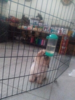 Anjing shit zhu mini lucu