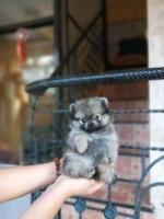 Puppies pomeranian female stamboom