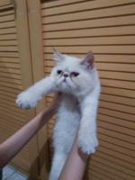 KUCING EXOTIC PEAKNOSE SHOTHAIR