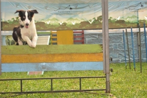 BORDER COLLIE PINTAR DAN BISA BERHITUNG