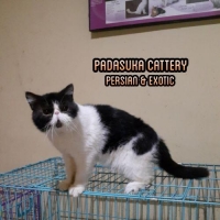 PEJANTAN PEAKNOSE EXTREN JAGO KIMPOY PEDIGREE