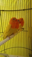 Lovebird paud prospekan trah liontin