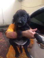 Anjing Labrador non stambum non vaksin ' 2bln