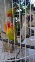 paud umur 2 - 5 bulan