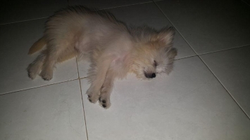 anjing mix shitzu betina lucu