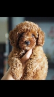 Anjing poodle red toy dan vaksin lngkap
