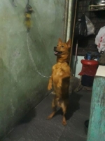 Mix pincher beagle usia 5 bulan lincah