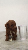 3 Red Toy Poodle (2 female, 1 male)