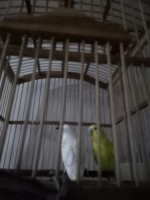 burung parkit sepasang beserta kandangnya
