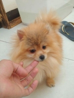Mini pom remaja jantan stambum cakep!