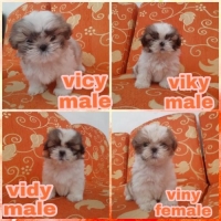 4 Puppies Shihtzu Super Cutee Stambum + Vaksin