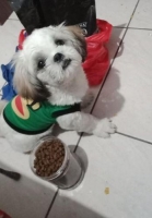 Anjing shitzu 4 bulan