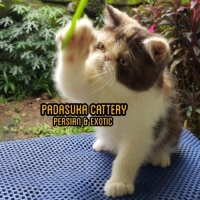 Indukan Persian Exotic Proven Pedigree