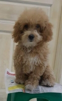 2 Ekor Anakan Betina Poodle