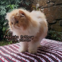 Kucing Persian Peaknose Jantan