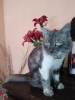 1 ekor kucing anggora blasteran kampung