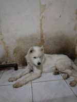 MURAH SAMOYED HARGA BISA NEGO KONDISI TIDAK TERAWAT