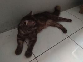Kucing anggora mix persia dpt bonus
