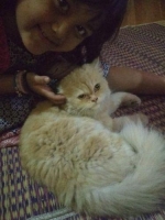 kucing anggora Persia kondisi sehat dan aktif