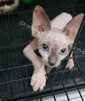 2 ekor kitten sphynx jantan 4bln