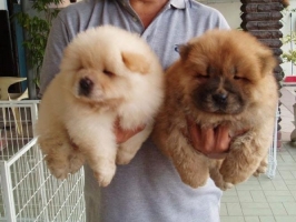 Anjing Chow Chow Lucu Dan Sehat