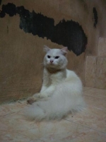 Kucing persia putih jantan umur 1 tahun