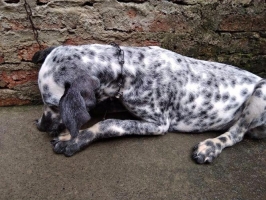 Anjing Dalmatian No Stambum