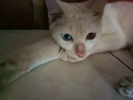 Silangan anggora odd eye mata flip flop biru kuning