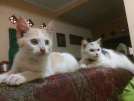 Kucing persia medium indukan&anakan