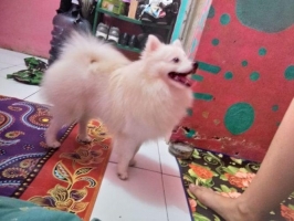 Anjing Minipom Pomeranian Stambum & vaksin lengkap !
