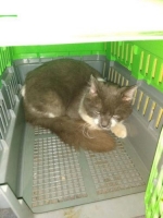 2 ekor kucing mix anggora jantan umur 1 tahun