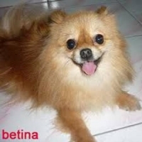 Pomerania betina usia 3 tahun, lincah sehat warna coklat, lengkap sertifikat, vaksin dan peralatannya