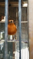 1 ekor burung Anis merah