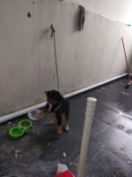 Semi hibah Anjing Rottweiler Kecil umur 6 bulan