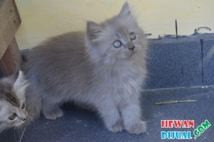 Kitten persia murah nego