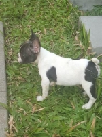 French bulldog Female lucu dan aktif. stanbum & vaksin lengkap !