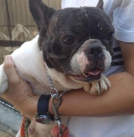 FRENCH BULLDOG JANTAN + STAMBUM