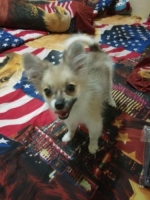 Anjing min pomerian non stambum