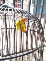 Pasangan lovebird dewasa,paskun surah produksi 2x, skrng sedang loloh anak,burung sehat
