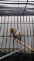 lovebird siapan mouve moca vs cobalt