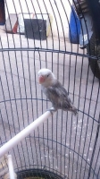 Lovebird mouve sable
