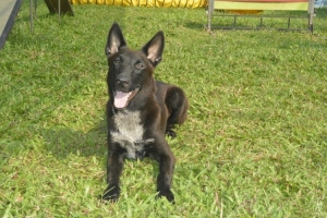 MALINOIS PINTAR 300 MACAM GERAKAN