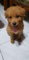 Anak anjing jantan 3 bln