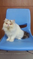 Persia Peaknose Proven