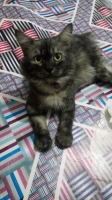 kucing anggora jantan
