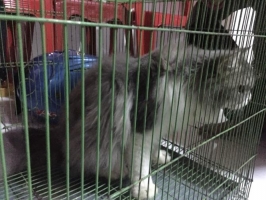 Kucing anggora & vaksin lengkap