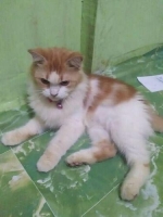 kucing angora sudah pernah vaksin umur 8 bln