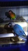 Lovebird sepasang fullset