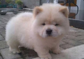 Chow chow puppys stb lucu