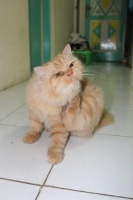 Persia Medium Jantan